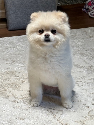 a small fluffy white dog