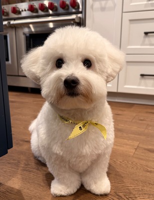 a small white dog with a yellow collar