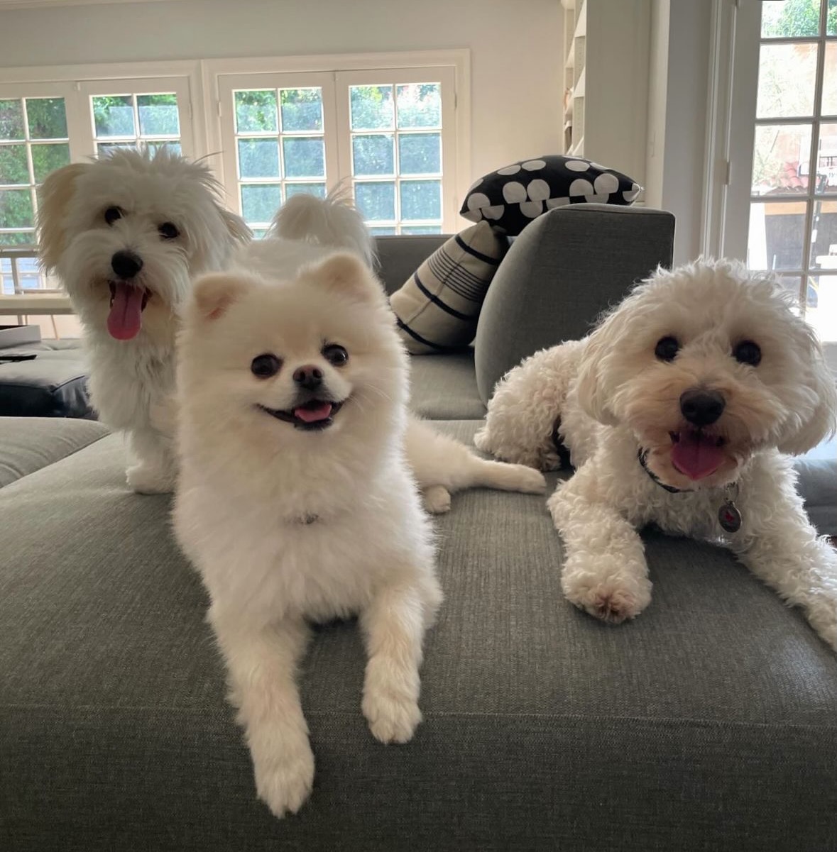 group picture of three dogs