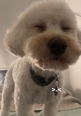 a white dog with curly hair closing it's eyes